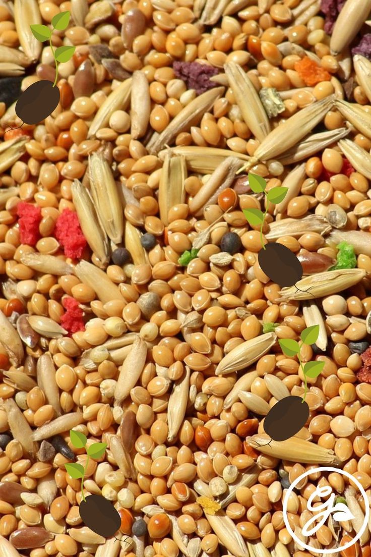Poultry Feed
