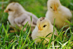 Chick | Bird