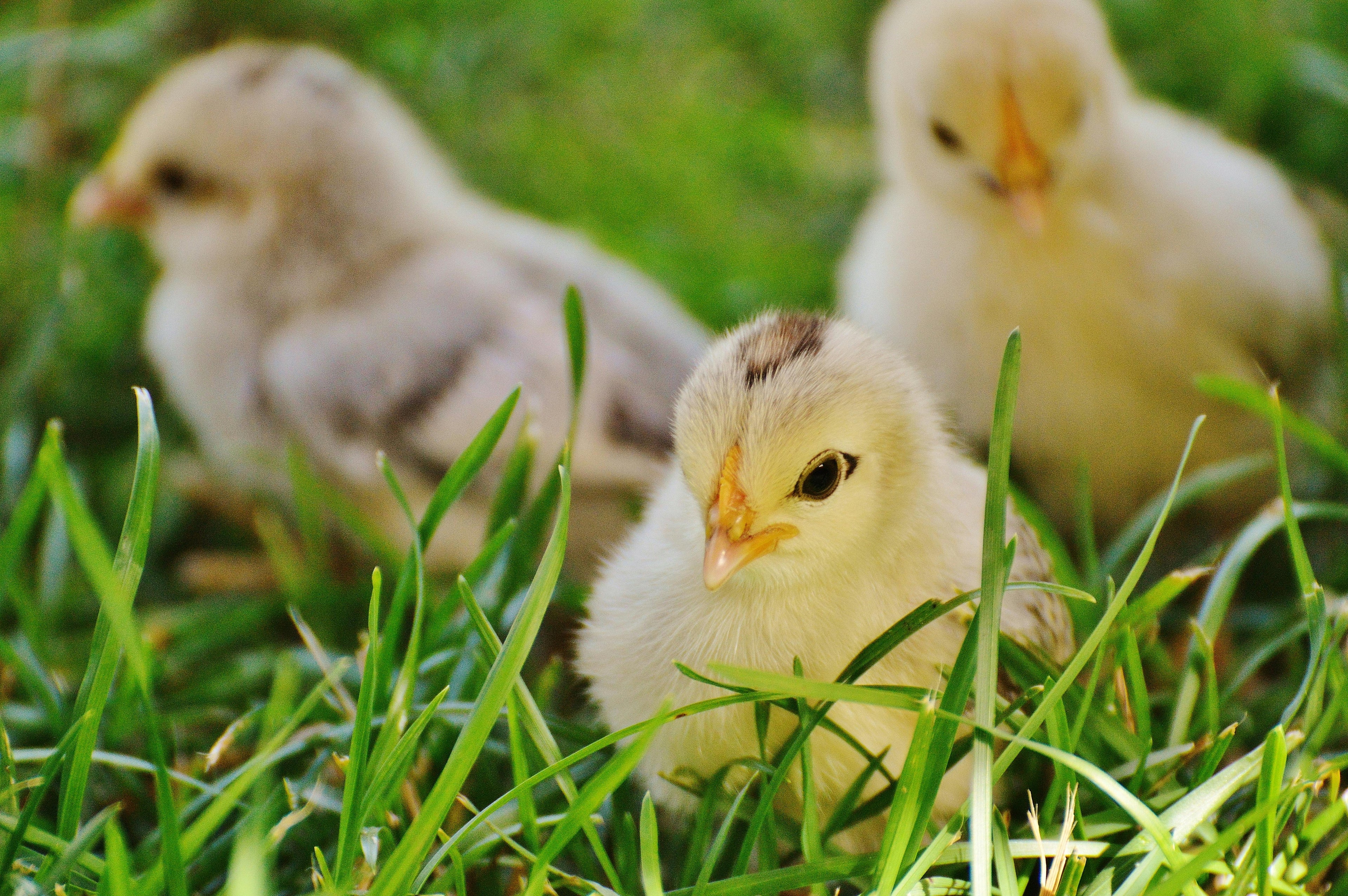 Chick | Bird