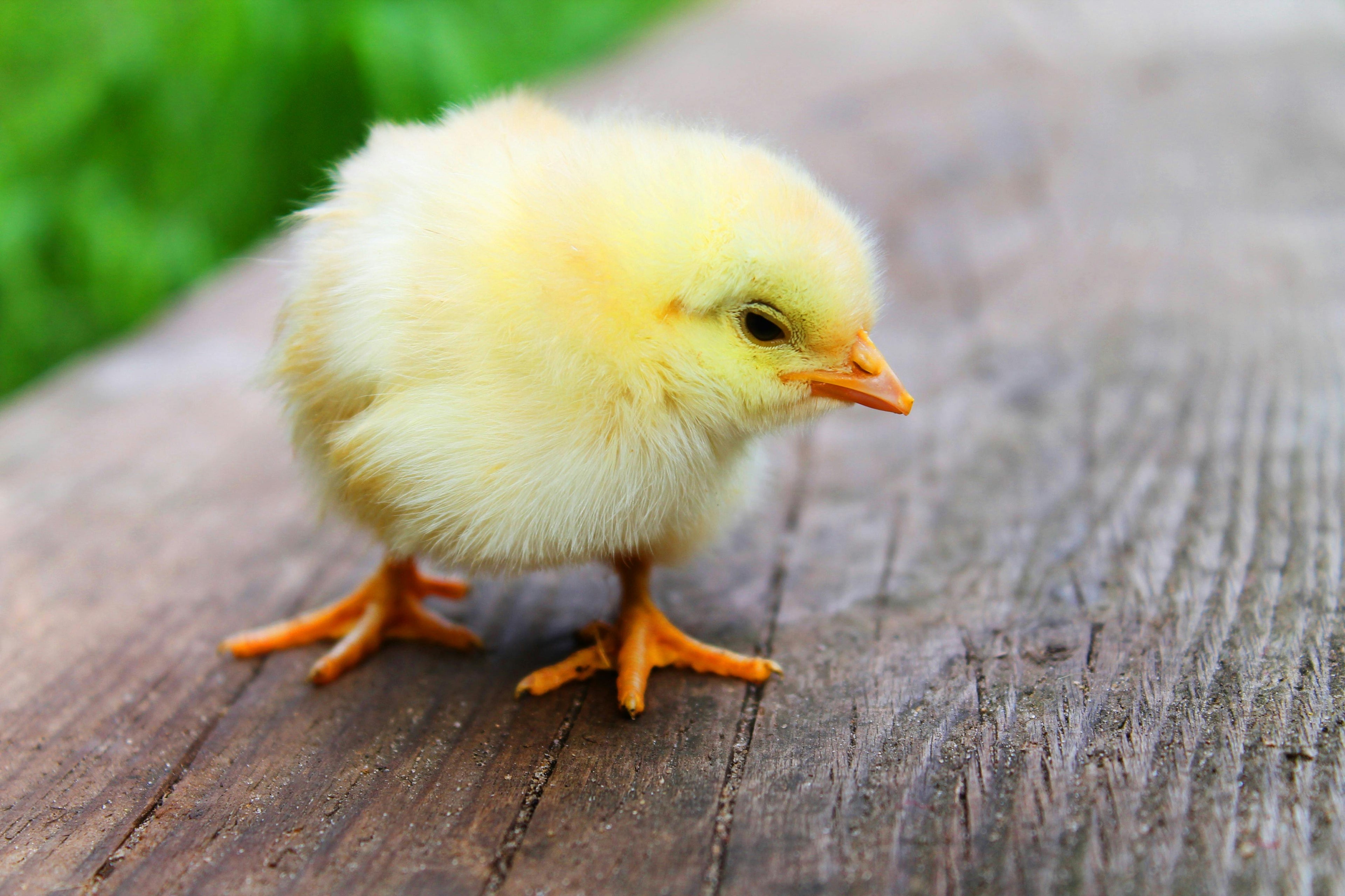 Chick | Bird