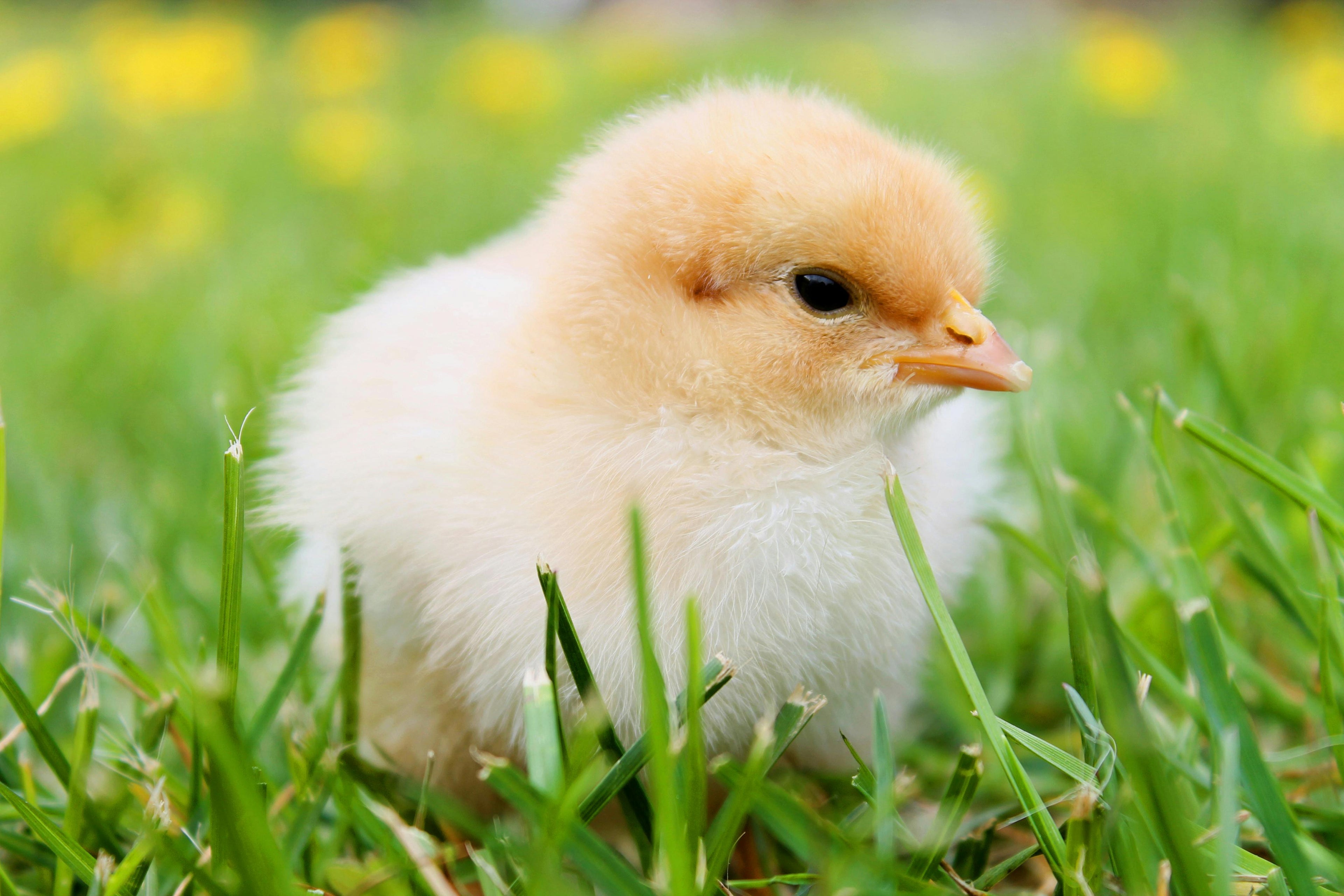 Chick | Bird