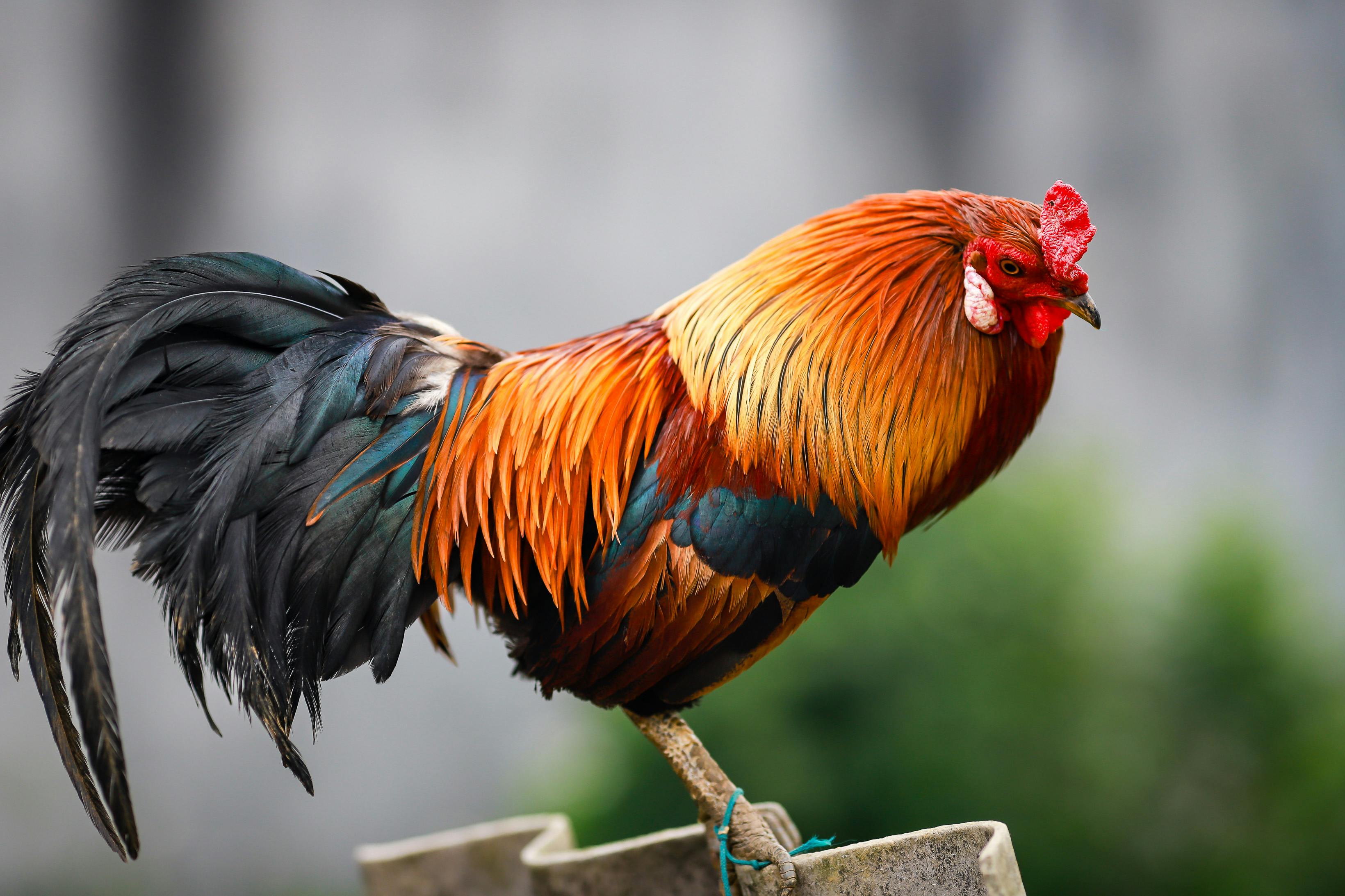 Sonali Hen | Birds