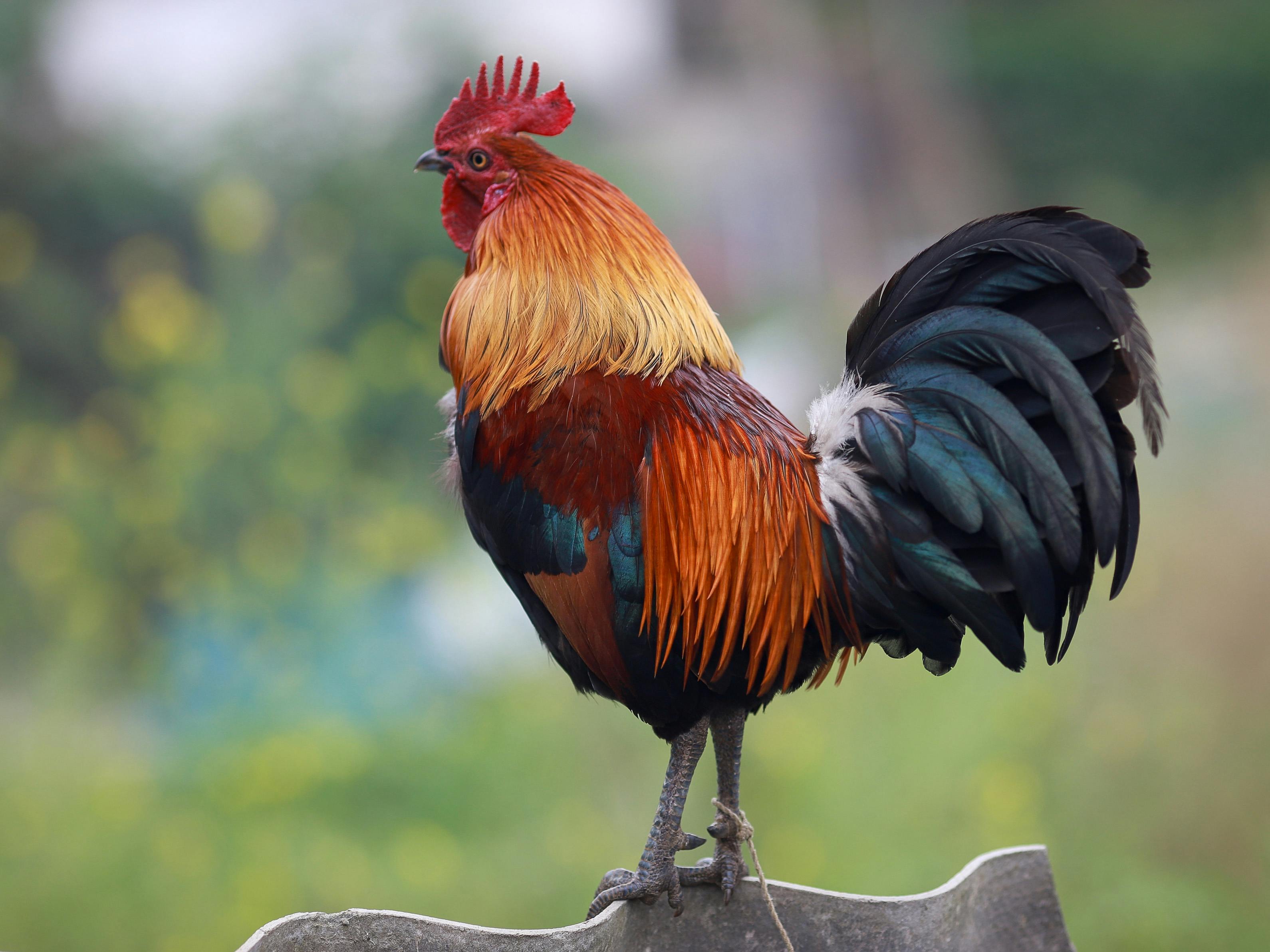 Sonali Hen | Birds