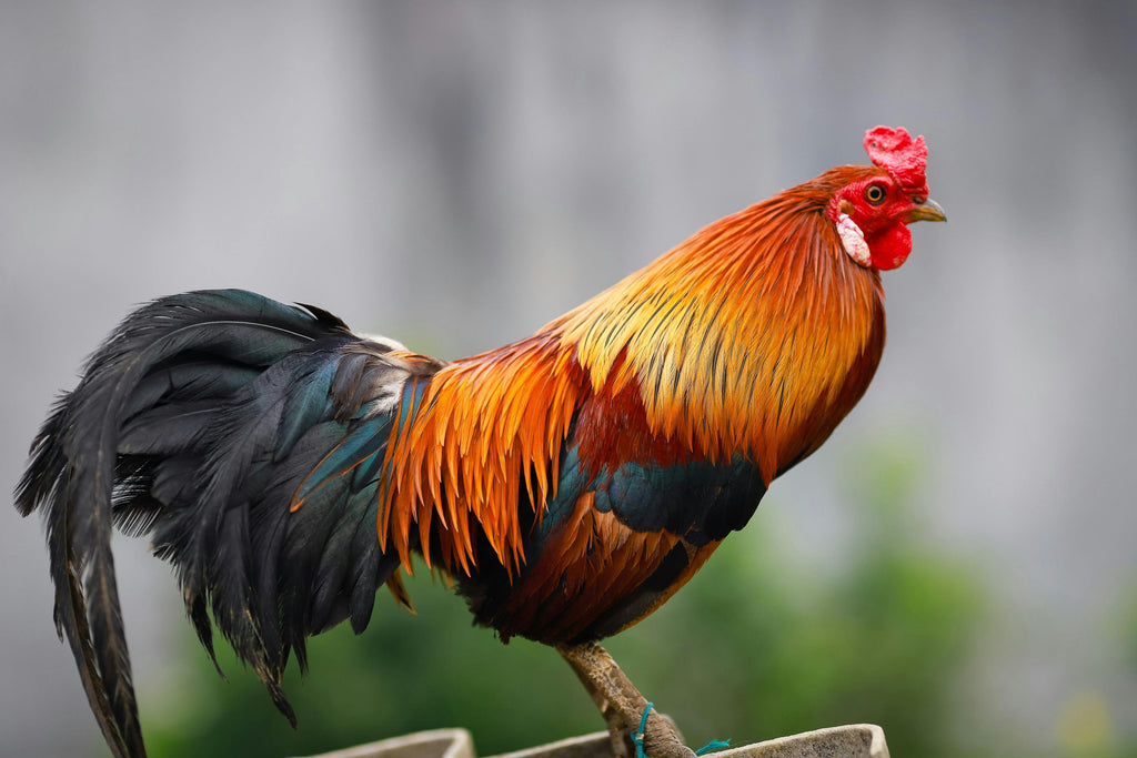 Sonali Hen | Birds