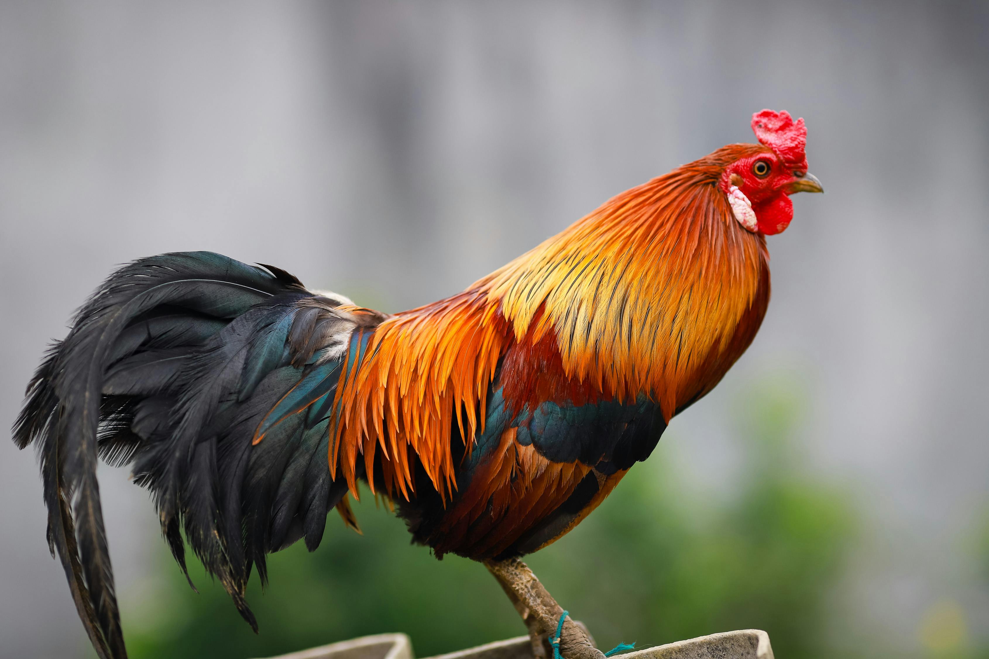 Sonali Hen | Birds